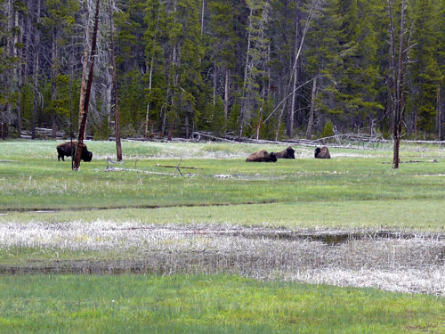イエローストーン