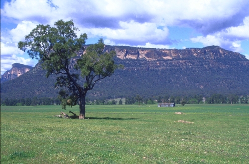 バードウォッチング