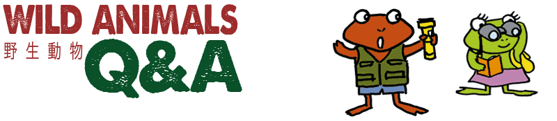 野性動物Q&A